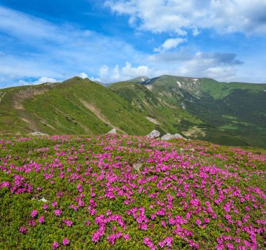 Karpat Dağları, Chornohora, Ukrayna 'nın verimli yamaçları (rhododendron çiçekleri). Yaz.