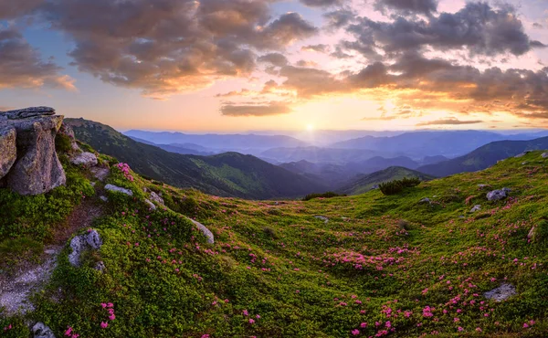 Carpathian Morning Summer Panorama View Rhododendron Flowers Chornohora Ukraine — Stock Photo, Image