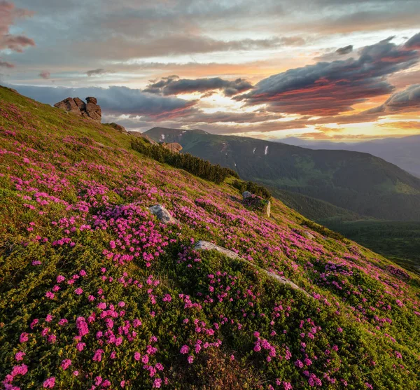 Pink rose rhododendron flowers on early morning summer mountain slope. Vuhatyj Kaminj, Carpathian, Chornohora, Ukraine.