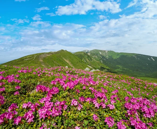 Karpat Dağlarının Çiçek Açan Yamaçları Pembe Rhododendron Çiçekleri Yakın Çekim — Stok fotoğraf