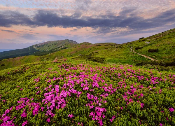 夏の山の斜面にピンク色のシャクナゲの花 と背後にピップイワン山のピーク カルパティア チョルノホラ ウクライナ — ストック写真