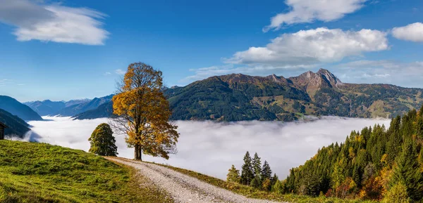 日当たりの良い牧歌的な秋の高山のシーン 穏やかな霧の朝アルプスの山と孤独な大きな木からのハイキングパスからの眺めDorfgaseinからParseen湖 Land Salzburg Austria — ストック写真