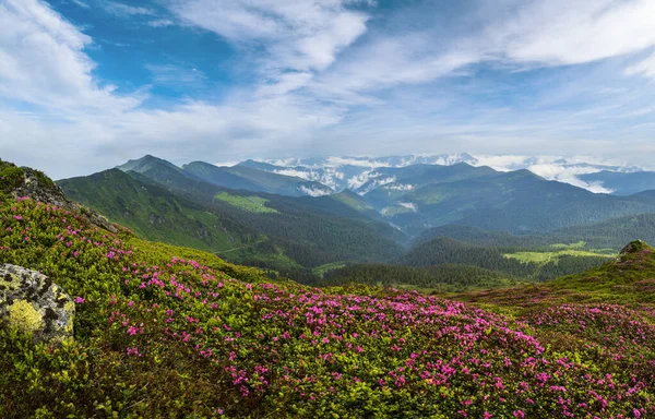 霧と曇りの朝の夏の山の斜面にピンクのバラシャクナゲの花 マルマロスピップイワン山 カルパティア ウクライナ — ストック写真