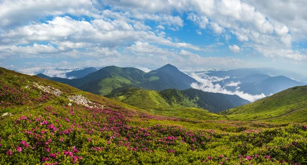 粉红玫瑰杜鹃花在雾蒙蒙的夏日清晨山坡上绽放 乌克兰喀尔巴阡山脉Marmaros Pip Ivan山 — 图库照片