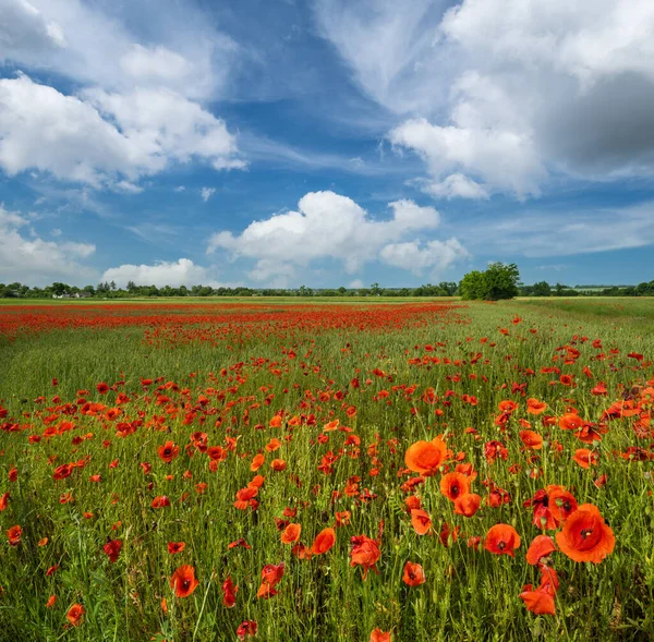 Schöne Ukrainische Landschaft Frühling Landschaft Mit Weizenfeld Und Roten Mohnblumen — Stockfoto