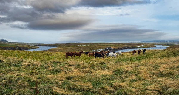 Исландские Лошади Пасутся Западном Исландии Полуострове Ватнснес Одна Порода Лошадей — стоковое фото