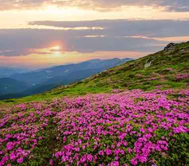 Yaz dağ sırtı, Karpatlar, Chornohora, Ukrayna 'da pembe gül rhododendron çiçekleri.