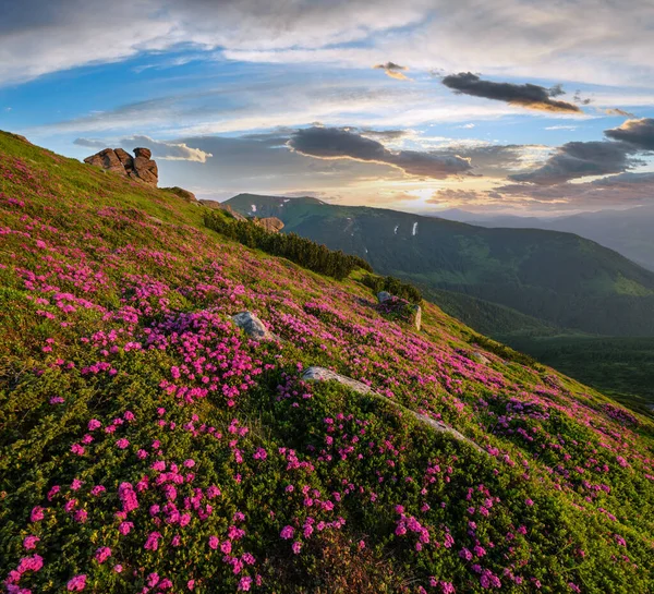 Sabah Erkenden Yaz Dağı Yamaçta Pembe Gül Rhododendron Çiçekler Vuhatyj — Stok fotoğraf