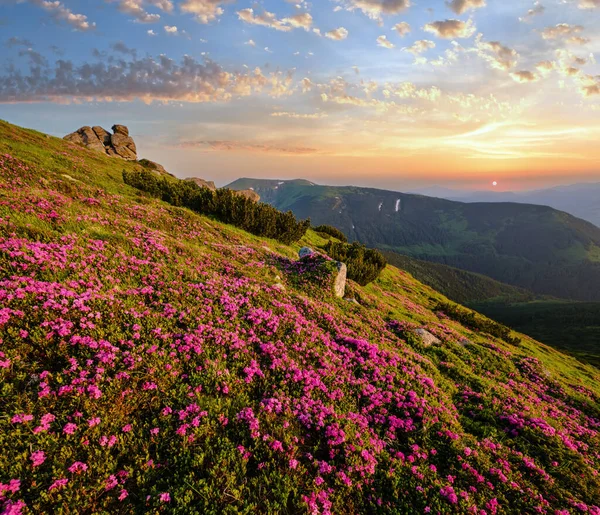 Rosa Rosa Rododendro Flores Ladera Montaña Temprano Mañana Verano Cárpatos — Foto de Stock