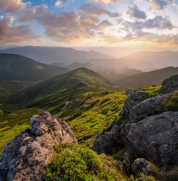 Pembe Gül Rhododendron Çiçek Sabah Erken Yaz Dağ Eğim Carpathian — Stok fotoğraf