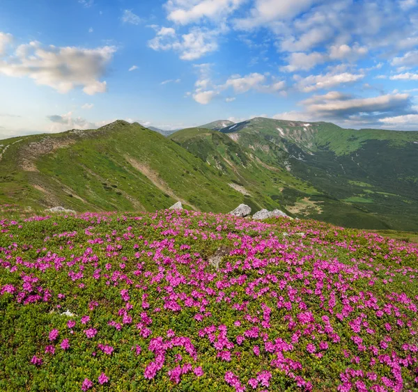 Pendientes Florecientes Flores Rododendro Las Montañas Cárpatos Chornohora Ucrania Verano —  Fotos de Stock