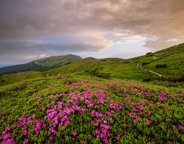 粉红玫瑰杜鹃花 在前面 在夏天的山坡上 Pip Ivan山在后面 乌克兰Chornohora Carpathian — 图库照片