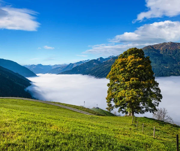 日当たりの良い牧歌的な秋の高山のシーン 穏やかな霧の朝アルプスの山とドルフガステインからパリの湖 土地ザルツブルク オーストリアへのハイキングパスから孤独な大きな木の景色 — ストック写真
