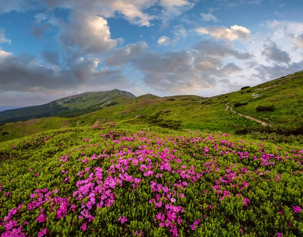 Yaz Mevsimi Yamacında Pembe Gül Rhododendron Çiçekleri Önde Arkasında Pip — Stok fotoğraf