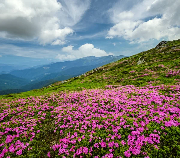 Růžové Růže Rododendron Květiny Před Letním Horském Hřebeni Karpat Chornohora — Stock fotografie