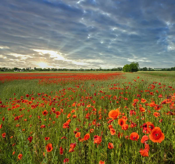 Prachtige Oekraïense Platteland Voorjaar Landschap Met Tarweveld Rode Papaver Bloemen — Stockfoto