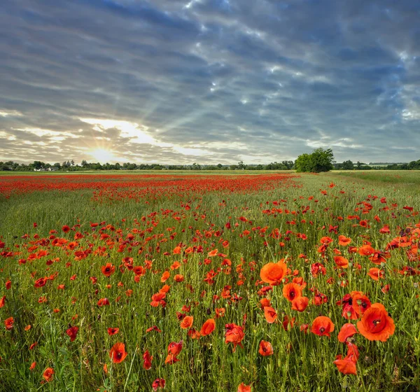 Beautiful Ukrainian Countryside Spring Landscape Wheat Field Red Poppy Flowers — Stock Photo, Image