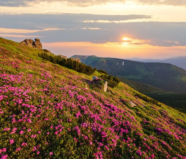 Pink Rose Rhododendron Flowers Early Morning Summer Mountain Slope Carpathian — Stock Photo, Image