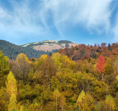 Sonbahar sabahı Karpat Dağları sakin resim sahnesi, Ukrayna. Huzurlu seyahat, mevsimlik, doğa ve kırsal güzellik konsepti.