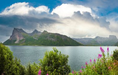 Fiyort yaz bulutlu görünüm ile çiçek açan kır çiçekleri, Norveç