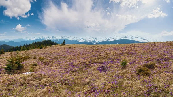 春カルパティア山高原谷 ウクライナ ヨーロッパのカラフルな咲く紫のクロッカス Heuffelianus Vernus 高山花 美しい概念春や初夏のパノラマ風景 — ストック写真