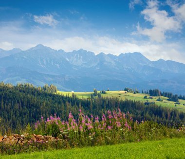 Önünde pembe çiçekler, arkasında Tatra sıradağları olan yaz akşamı dağ köyü (Gliczarow Gorny, Polonya)