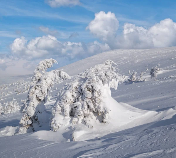 Los Abetos Cubiertos Nieve Meseta Montañosa Nevada Las Cimas Con —  Fotos de Stock