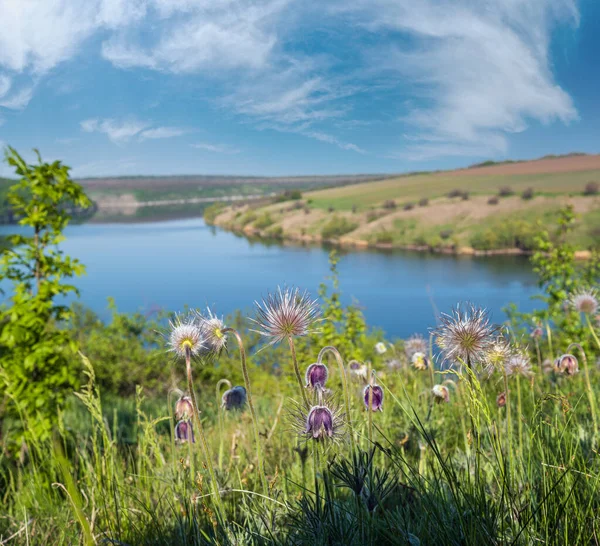 Pulsatilla Patens Veya Prairie Crocus Veya Pasque Çiçekleriyle Dnister Nehri — Stok fotoğraf
