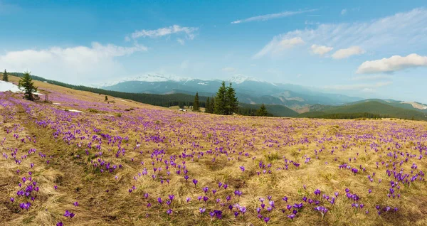 紫罗兰色的番红花 Heuffelianus 番红花 Vernus 高山上的花朵 在春天的高原山谷 乌克兰 美丽的概念春天或初夏高分辨率全景风景 — 图库照片