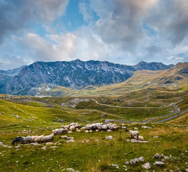 Picturesque Summer Mountain Landscape Durmitor National Park Montenegro Europe Balkans — Stock Photo, Image