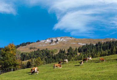 Dağlık yamaçlarda huzurlu bir sonbahar sabahı otlağı ve Avusturya Dorfgastein yakınlarındaki yürüyüş yolundan gelen inek sürüsü..