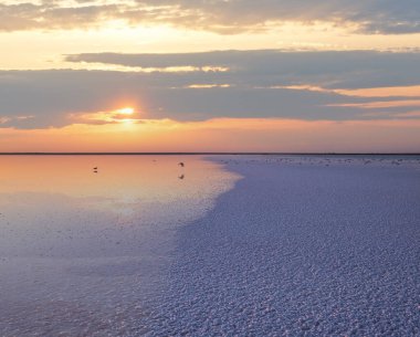 Gün batımında martı kuşları Genichesk pembesi son derece tuzlu göl (kristal tuz depozitolarıyla mikro algler tarafından renklendirilmiş), Ukrayna.