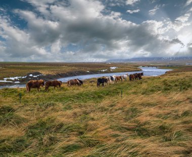 İzlanda atları Batı İzlanda, Vatnsnes yarımadasında otlar. İzlanda 'da sadece bir tür at yaşar. Güzel ve bakımlı İzlanda atları nehrin yakınındaki otlakta..