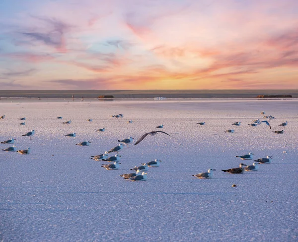 Racci Při Západu Slunce Genichesk Růžové Extrémně Slané Jezero Zbarvené — Stock fotografie