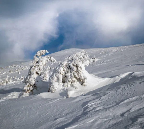 Schneebedeckte Tannen Auf Schneebedecktem Hochplateau Weiter Ferne Gipfel Mit Schneegesimsen — Stockfoto