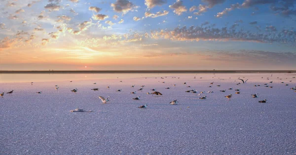 Las Aves Gaviota Puesta Del Sol Genichesk Rosa Lago Extremadamente —  Fotos de Stock