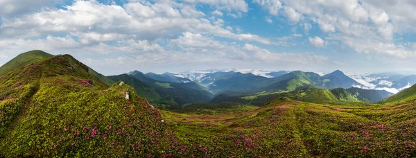 霧と曇りの朝の夏の山の斜面にピンクのバラシャクナゲの花 マルマロスピップイワン山 カルパティア ウクライナ — ストック写真