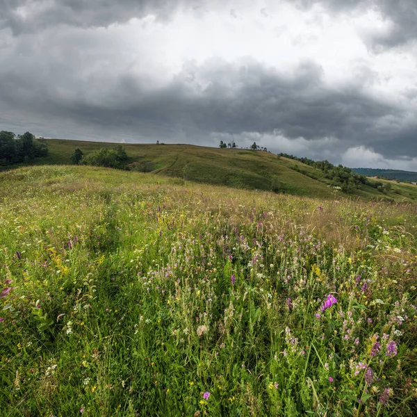 Verão Pitoresco Carpathian Montanha Campo Prados Abundância Vegetação Belas Flores — Fotografia de Stock
