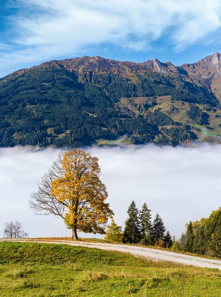 Misty Automne Matin Montagne Grand Arbre Solitaire Vue Sentier Randonnée — Photo