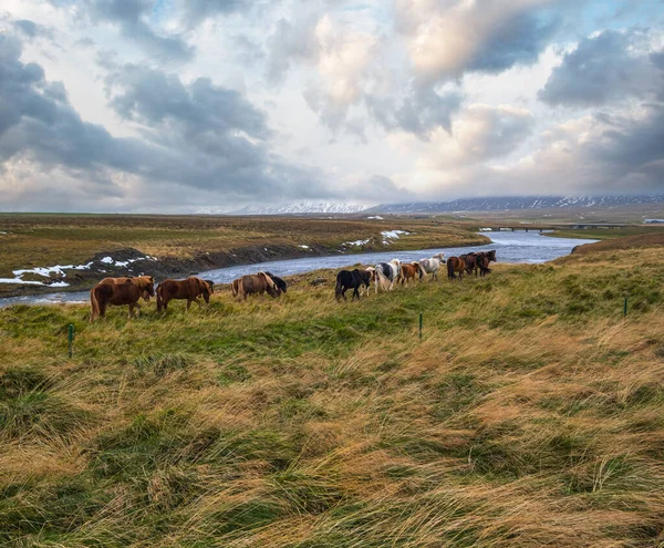 Cavalos Islandeses Pastam Islândia Ocidental Península Vatnsnes Apenas Uma Raça — Fotografia de Stock