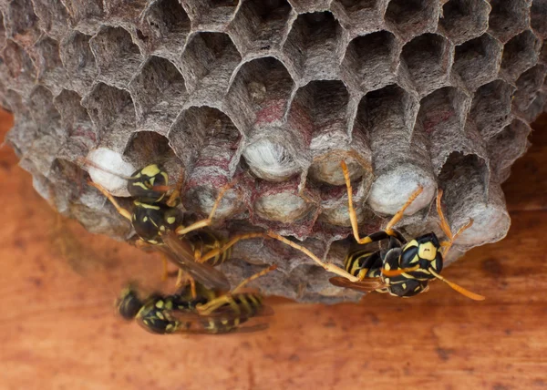 贡山黄胡蜂属和 dolichovespula 或工作的黄色夹克 — 图库照片