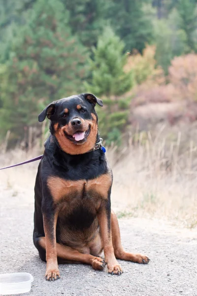 Rottweiler — Stock Photo, Image