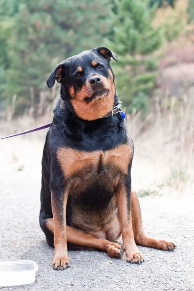 Rottweiler — Stockfoto