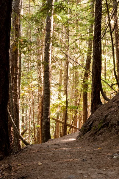 Trail i skoven - Stock-foto