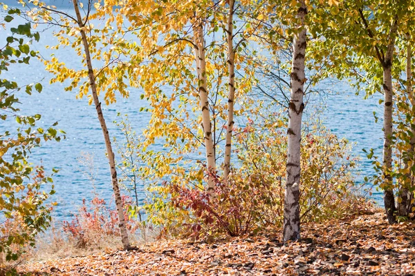 Berkenbomen door het meer — Stockfoto