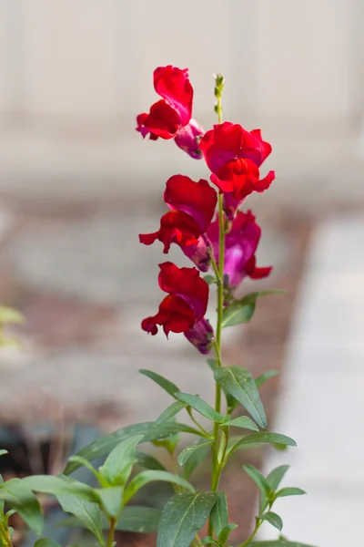 Snapdragon — Fotografia de Stock