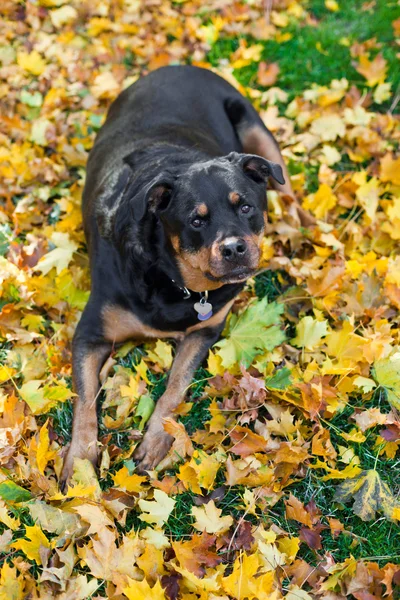 Rottweiler och hösten — Stockfoto