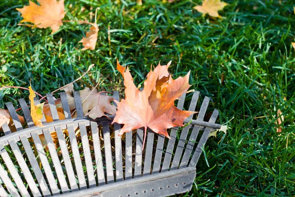 Rake and leaves — Stock Photo, Image