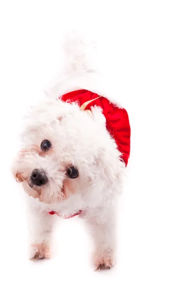 Curious white puppy — Stock Photo, Image