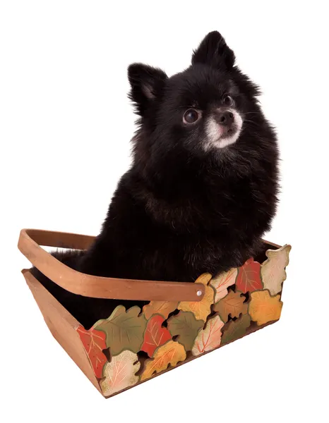 Puppy in a basket — Stock Photo, Image